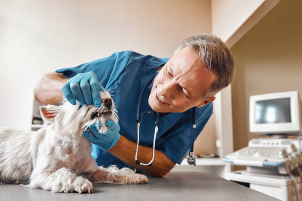 Best Emergency Wisdom Tooth Extraction in Osceola, AR